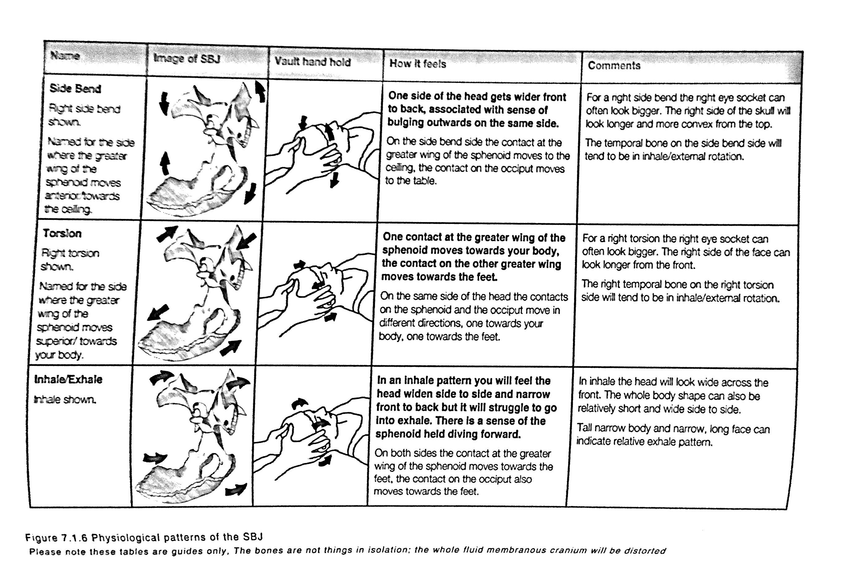 TMJ and Hamstring Laxity The Connection FlexibilityRx Performance