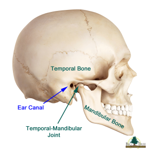 TMJ and Hamstring Laxity: The Connection | FlexibilityRx - Performance ...